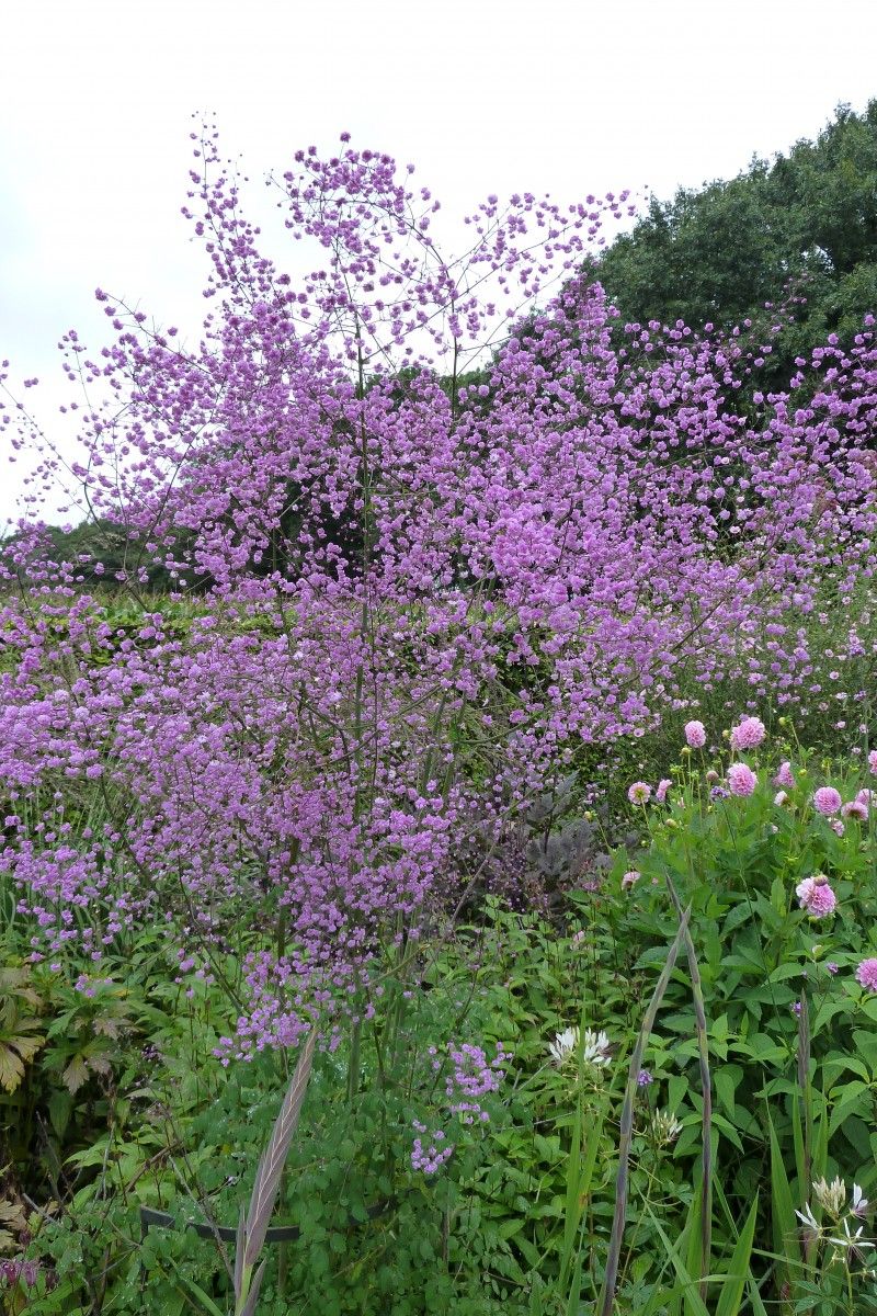 Thalictrum delavayi 'Hewitt's Double'